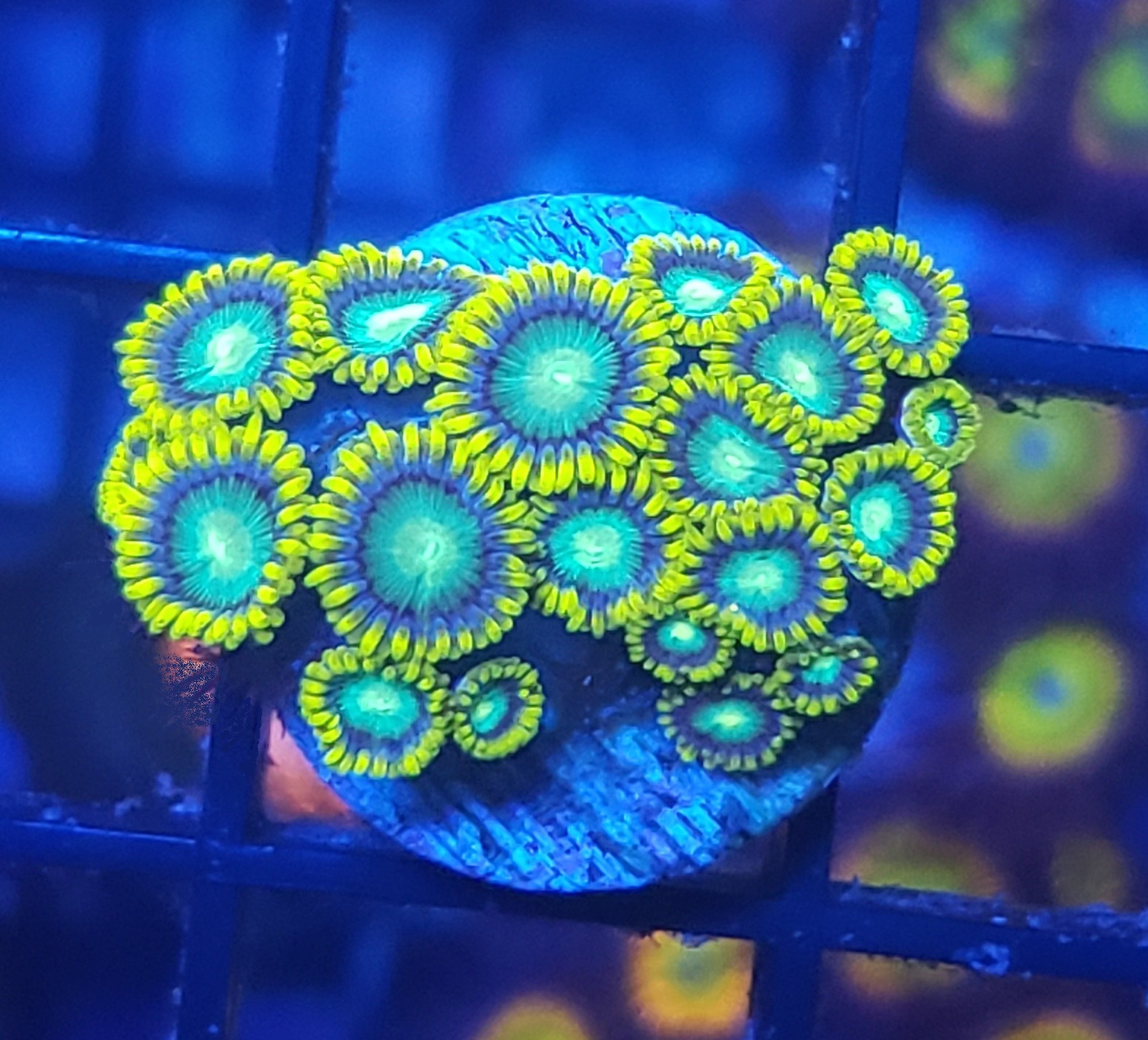 21 Radio Active Dragon Eyes.jpg