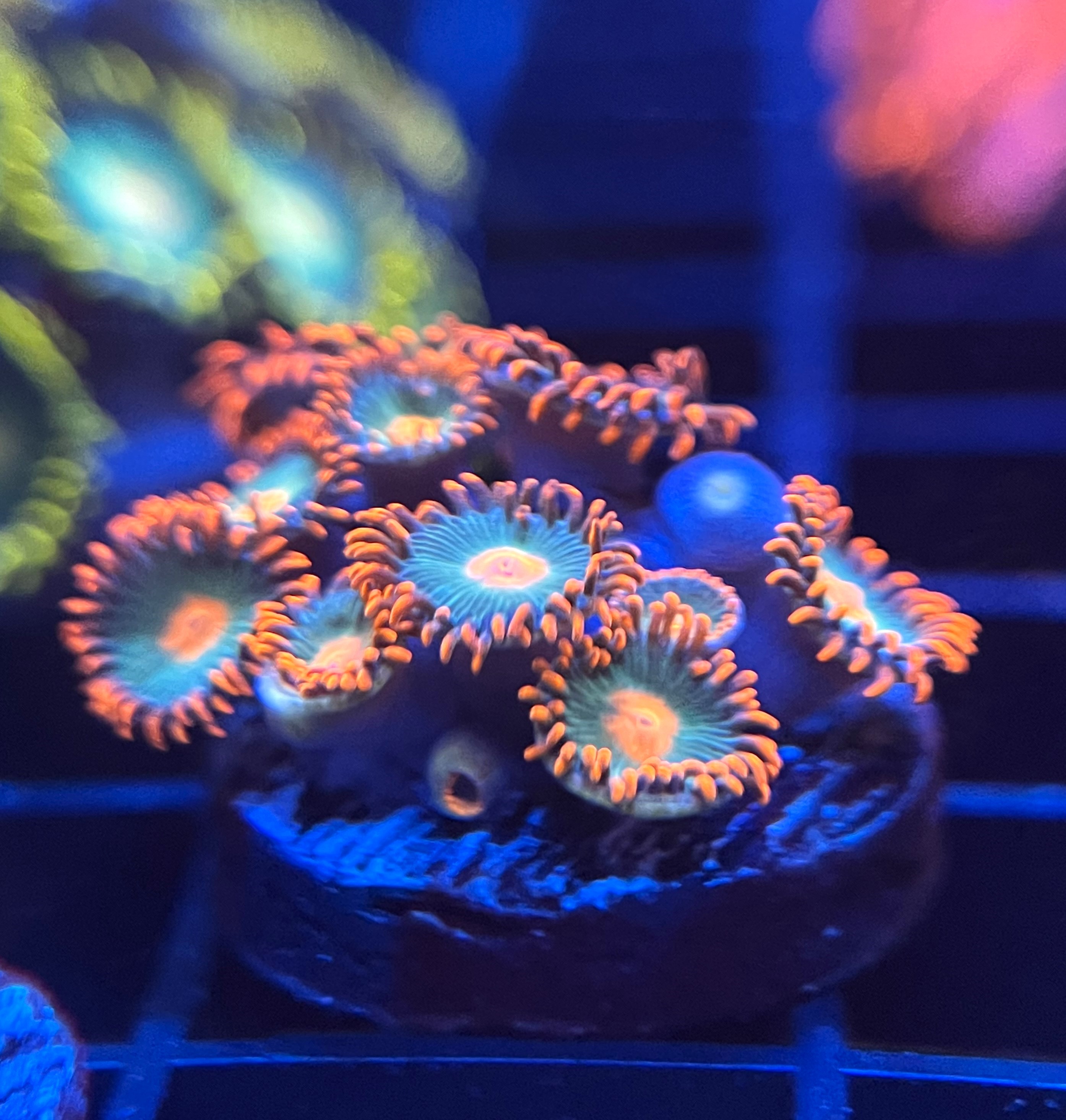 23zoa.JPG