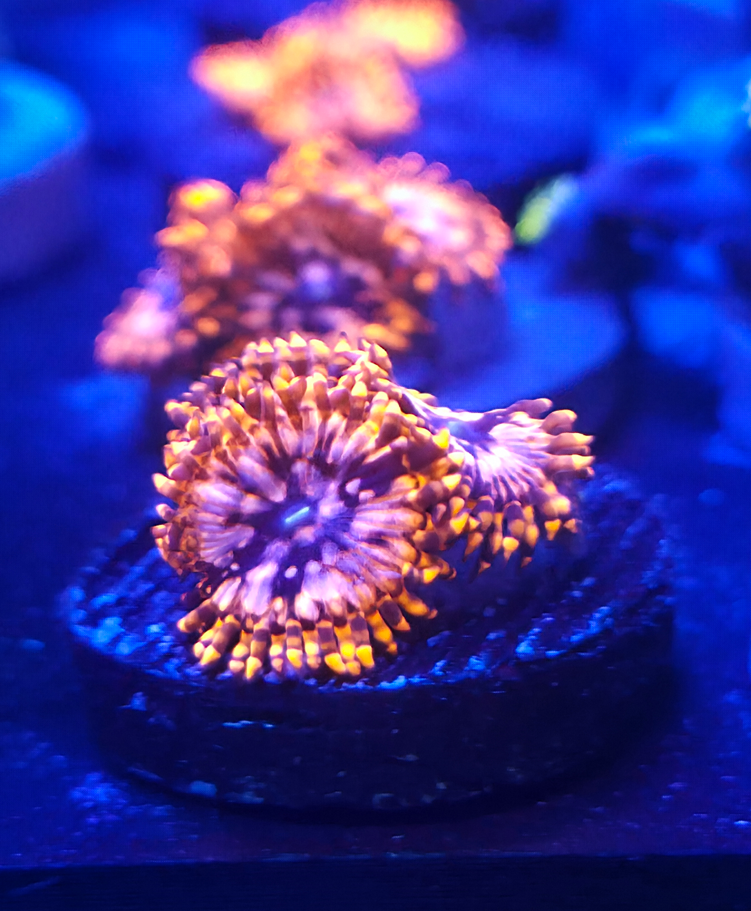 Chaos Postable 2.png