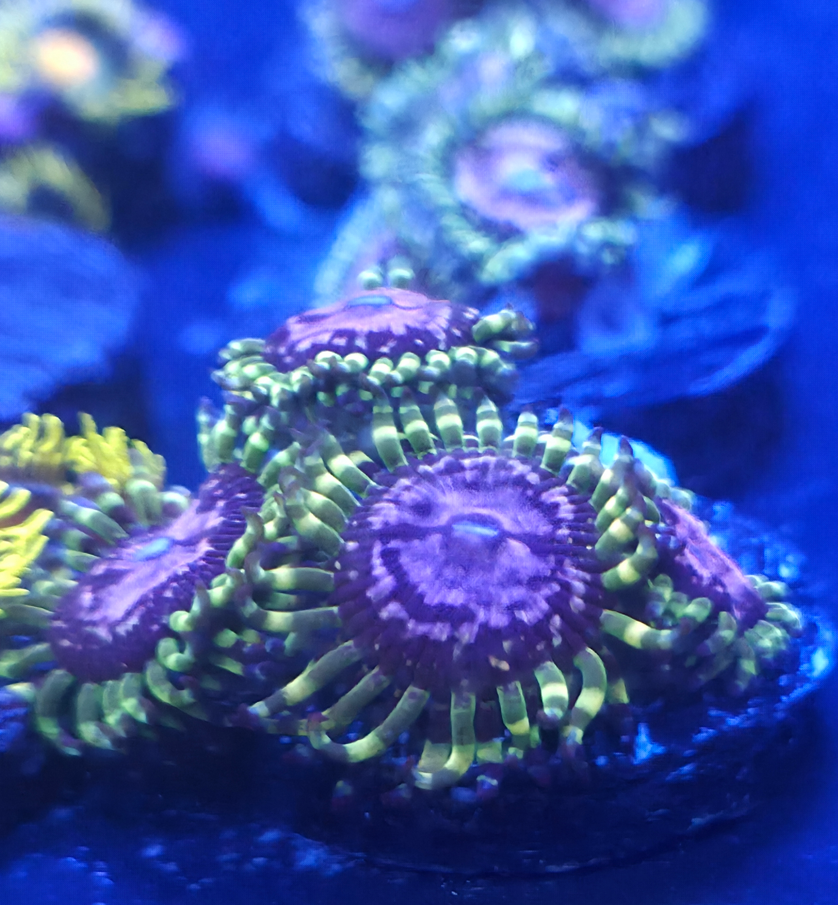 Monster Postable.png