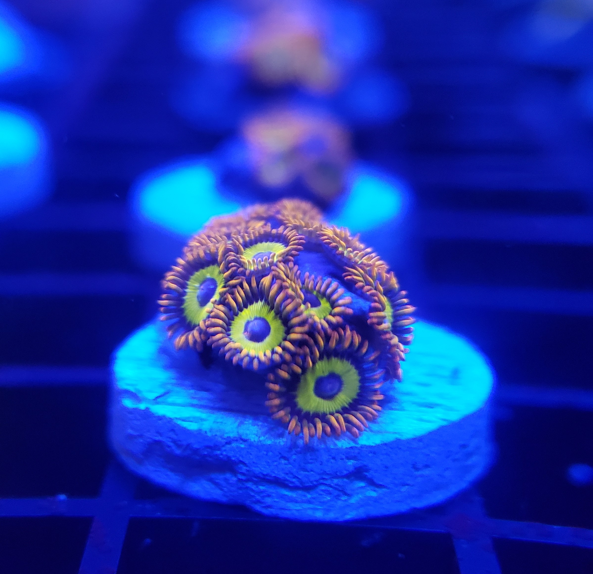 NOT POSTED 13 fruit5.jpg