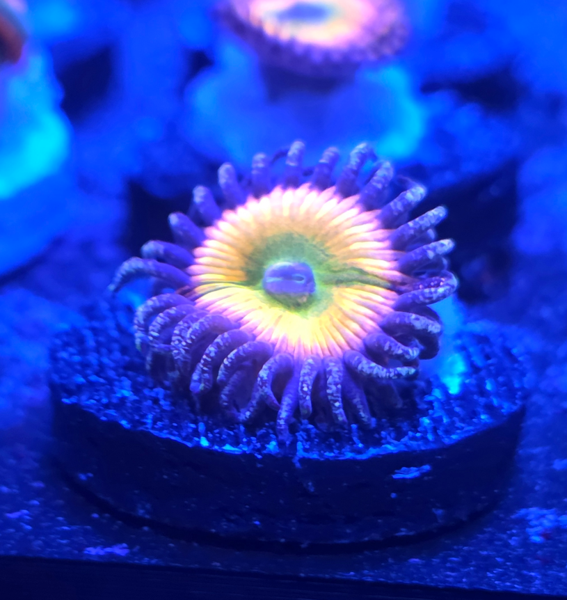 Rainbow infues postable.png