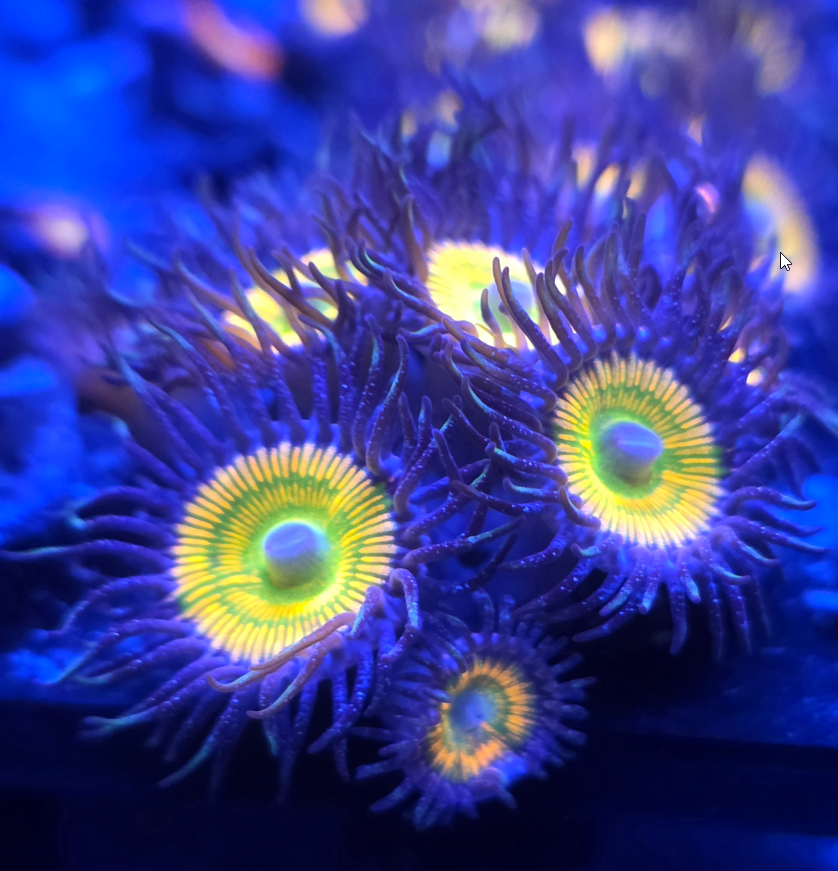 sunny D Postable.png