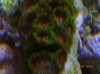 zoas 1.JPG