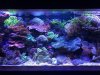 coral tank.jpg
