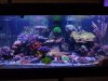 reef tank Sept8 2018.jpg