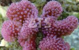 pinkpocillopora.jpg