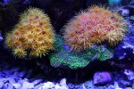 220130 - TubastraeaColonies.jpg