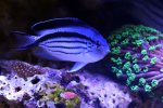 220306 - FemaleLamarcksAngelfish.jpg