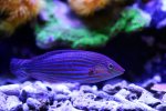 220306 - MelanurusWrasse.jpg