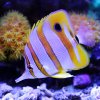 220130 - CopperbandButterflyfish.jpg