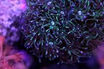 220626 - BlueTipGreenGoniopora.jpg