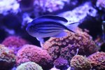 220719 - LamarcksAngelfishFemale.jpg