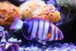 220719 - HarlequinTuskfish.jpg