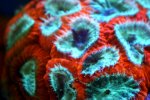 coral5.jpg