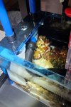 sump plumbing reefmat.jpg