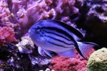230602 - FemaleLamarcksAngelfish.jpg