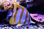 230602 - CopperbandButterflyfish.jpg