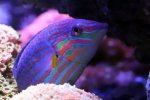 230602 - MelanurusWrasse.jpg