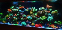 blindswordsman 75 gallon tank july2023 5.jpg