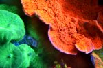coral3.jpg