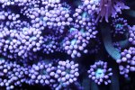 240106 - BlueberryGoniopora.jpg