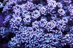 240106 - MyBlueGoniopora.jpg