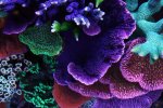 240211 - TopDownMontipora.jpg