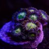 new.zoas.JPG new.zoas.JPG