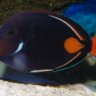 Achilles Tang