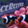 icereefer