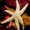 Starfish