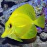 yellow tang