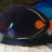 Achilles Tang