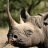 rhino942