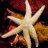 Starfish