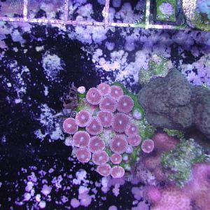 Zoanthids