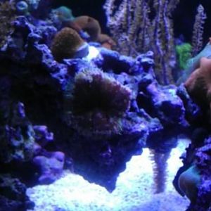 Tank and Coral Pics