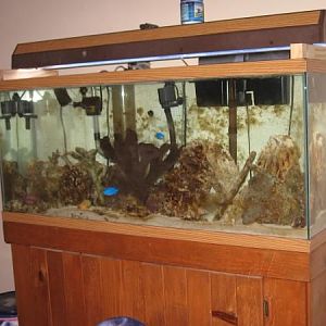 My 75 gallon and 55 gallon