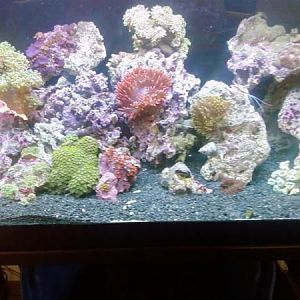 75 gallon