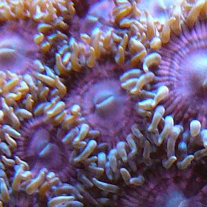 Zoanthids