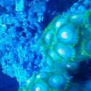Becky's zoa tank