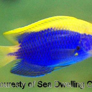 Favorite Saltwater Fish