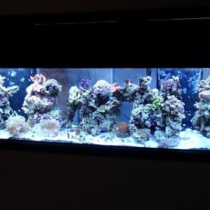 my tank