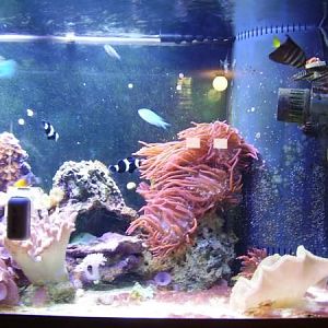 125 gal oceanic