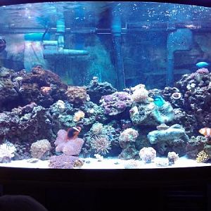 Coralsss im addicted.