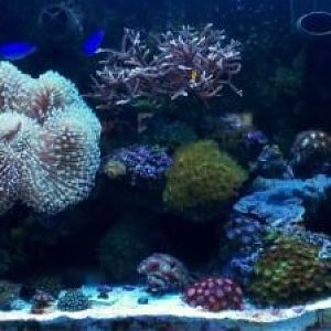 My 55g Mixed Reef