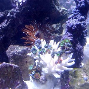 78 gallon rimless reef.