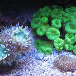 ilzoa 75 gal