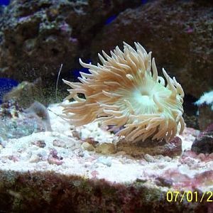 quick pics of some corals a few weeks ago with new cammera